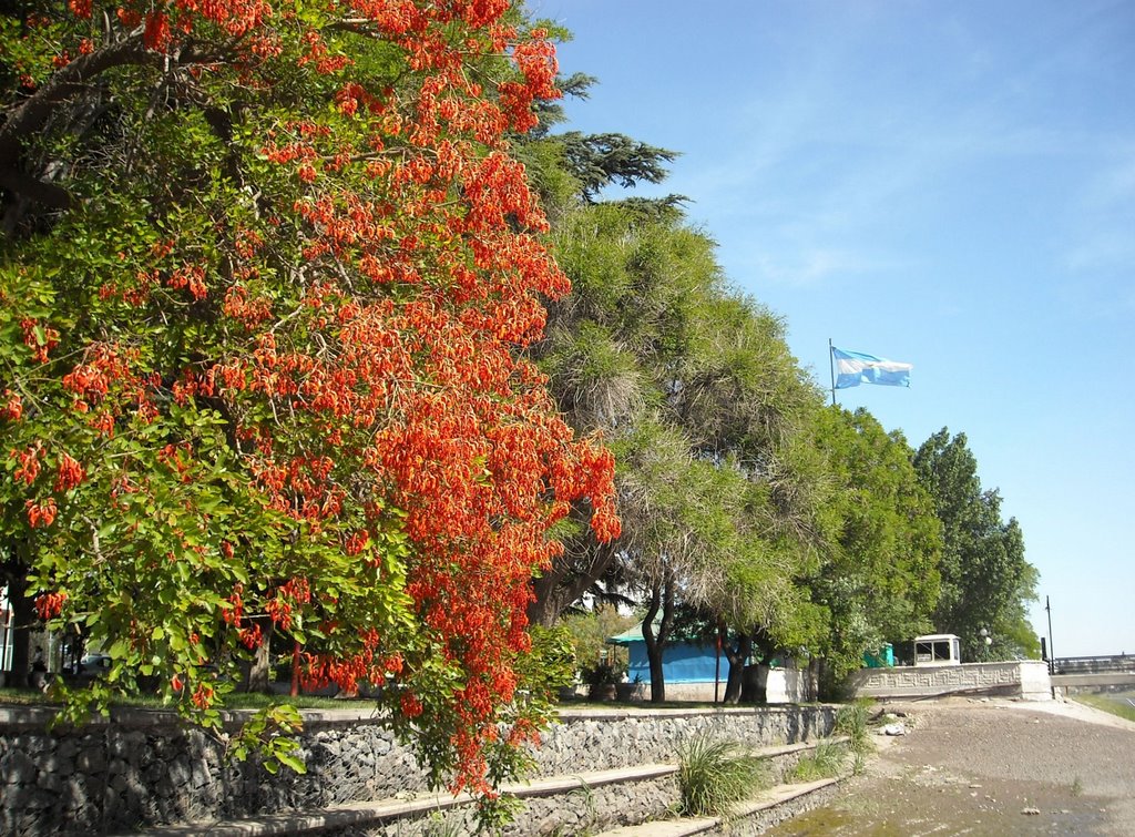 Costanera de Viedma by drcak07