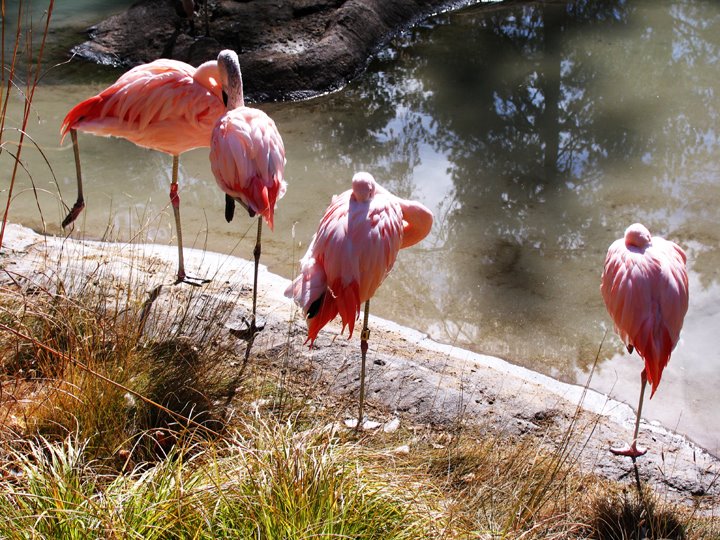 Pink flamingos by spencer baugh