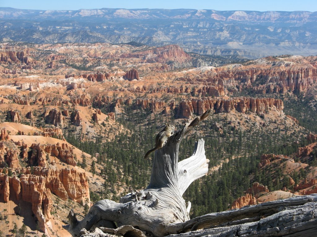 Squirrel Bryce Canyon N.P. by micha030680