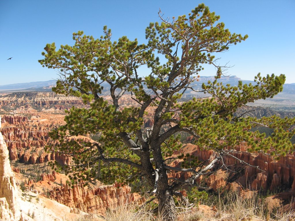 Bryce Canyon by micha030680