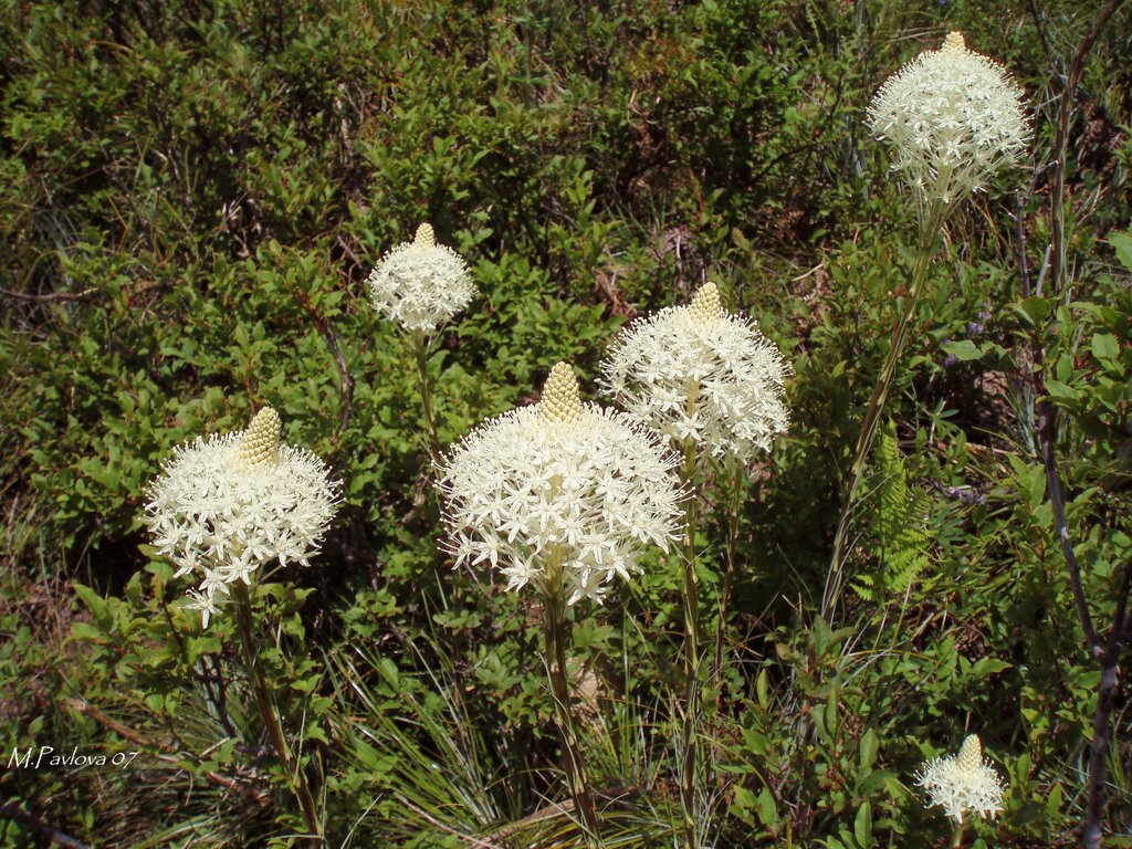 Beargrass, Granite Mountain trail by Maria Pavlova