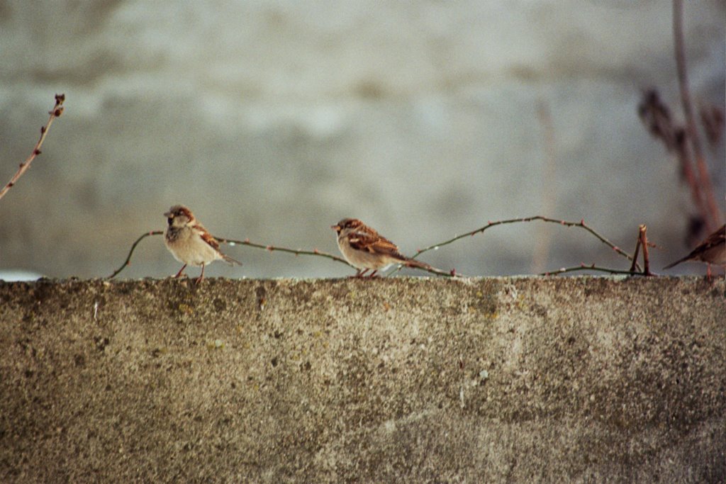 Sparrows on Fence by Nikolić Zoran