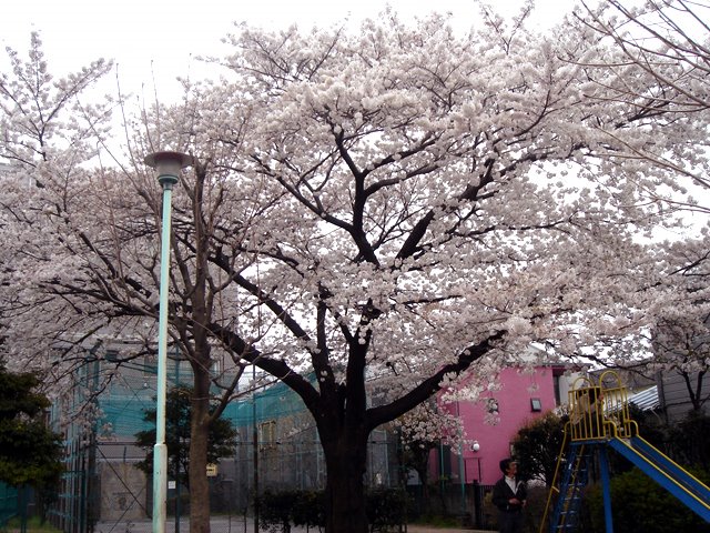 打越公園の桜 by 2894