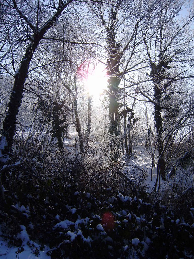 Sunce među granama by Marcel Mlinarić - CR…