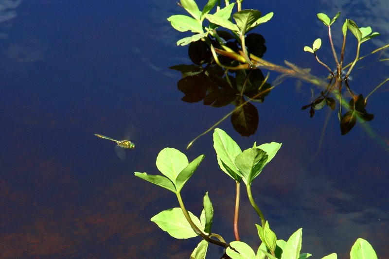 Baby Dragonfly by hrna