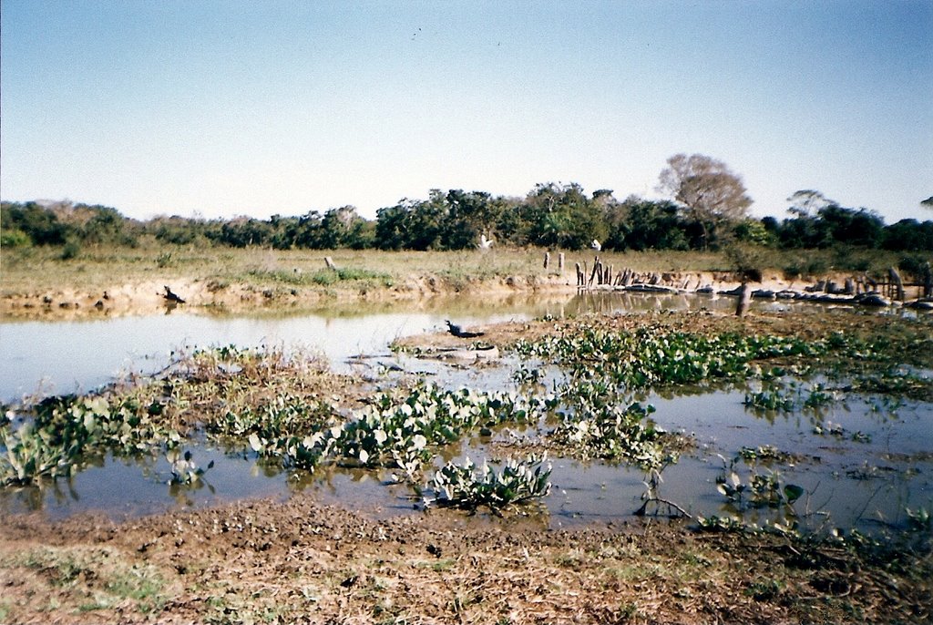 Pantanal / MT ..jun/02 by Aroldo dos Reis Cast…