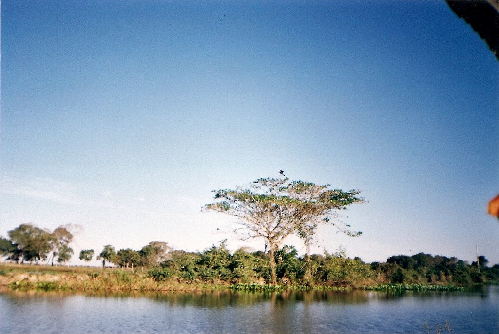 Pantanal MT jun 02 by Aroldo dos Reis Cast…