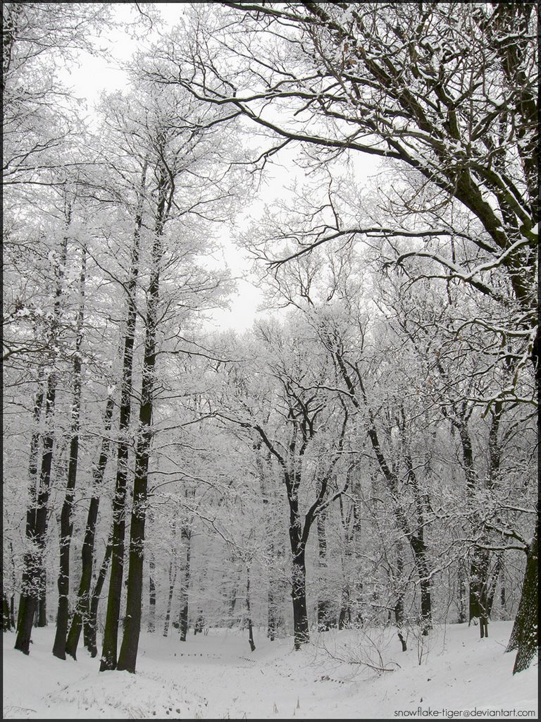 Park Złotnicki w zimie by Maciek Cieśla