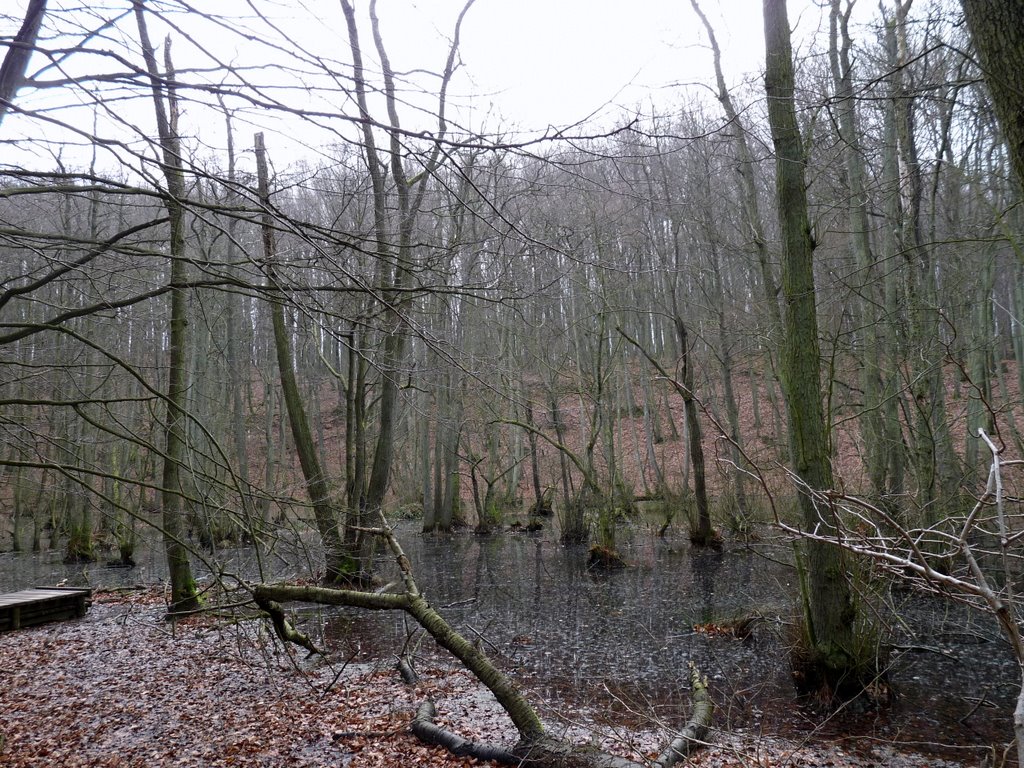 Diese Bäume haben eine sehr dunkle Rinde und werden Schwarzerlen genannt by mimi.handorf