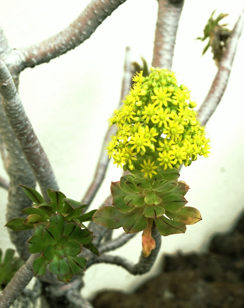 La Palma; Riesenhauswurz (Aeonium cuneatum). © by UdoSm.the2nd by ©UdoSm.the2nd