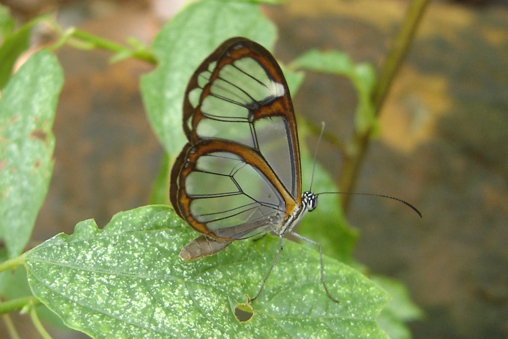 Borboleta by Aluisio Ribeiro 2