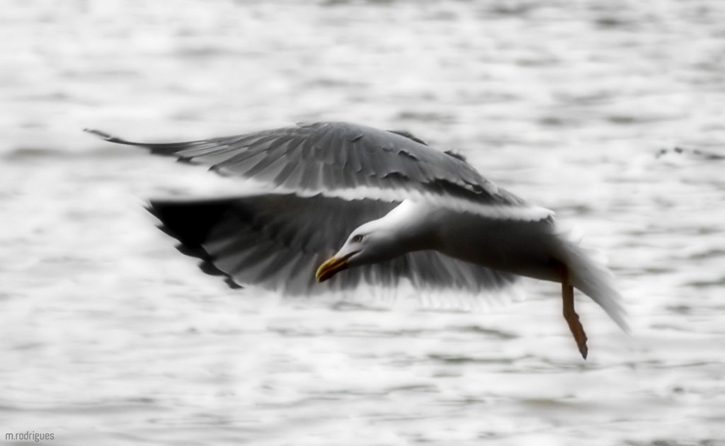 Dedicado a 'Fernão Capelo Gaivota' _Richard Bach_ / dedication to 'Jonathan Livingstone Seagull' _Richard Bach_ by = m.rodrigues© =