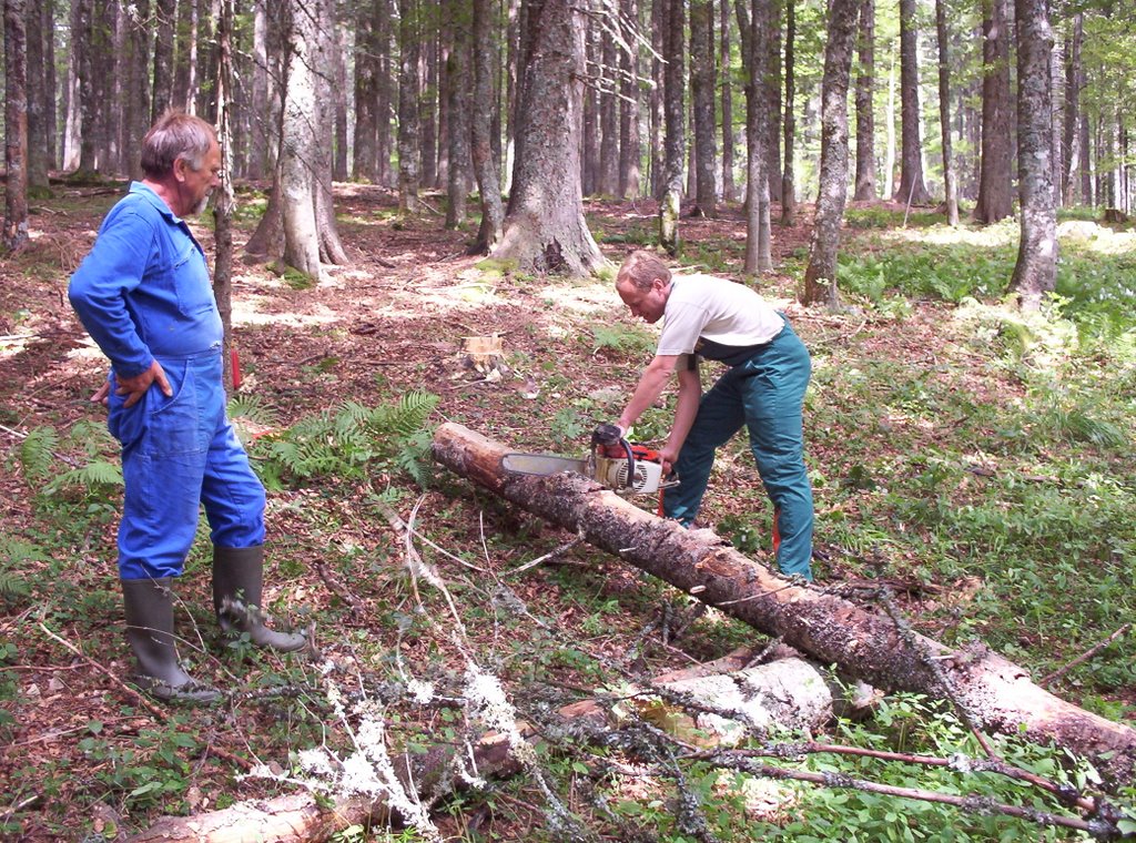 Arbeit im Schaeferwald by Markus Schaefer