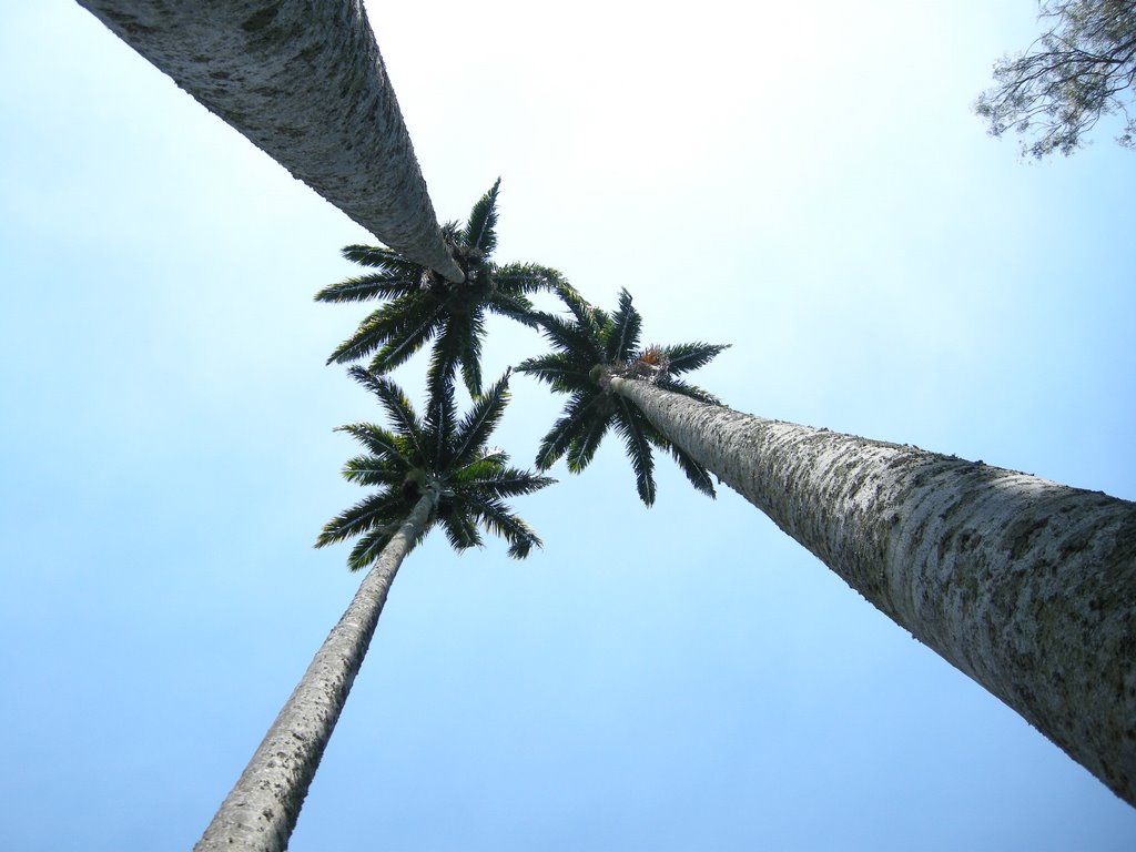 Looking up at some very tall palms - Jan 2009 by MaxFarrar