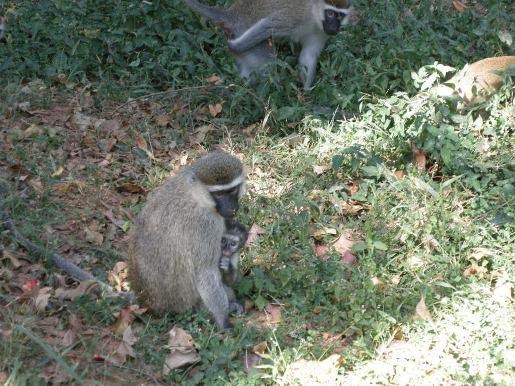 Vervet mother and baby peeking at the camera - Jan 2009 by MaxFarrar