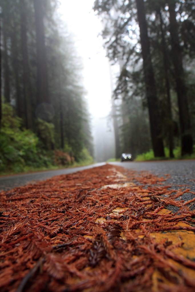 Redwood National Park by Julia Sumangil