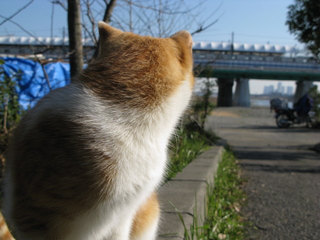 のらねこ by pirie