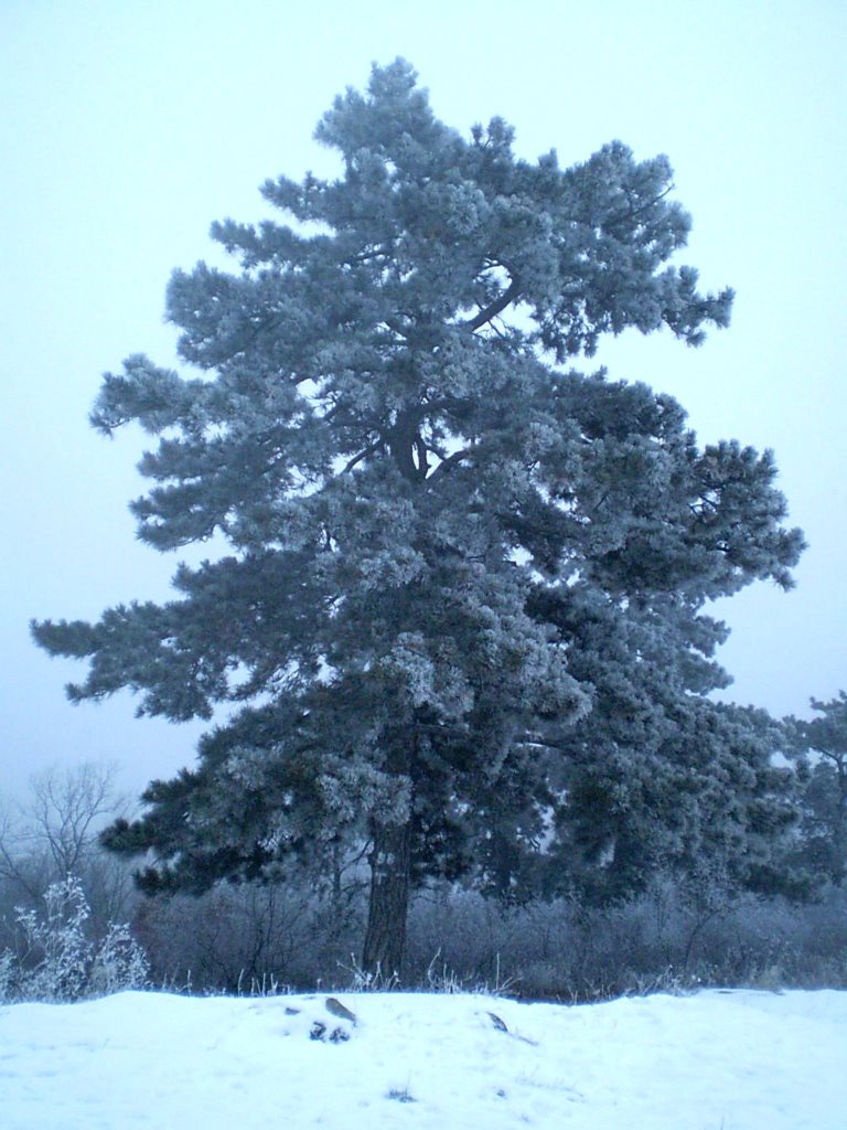 A fenyőfa téli kabátja ... The winter dress of the pinetree by LaszloKata