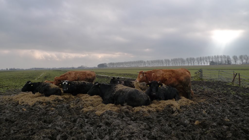 Black and tan cows, Kleine Koog polder by Colin Brace