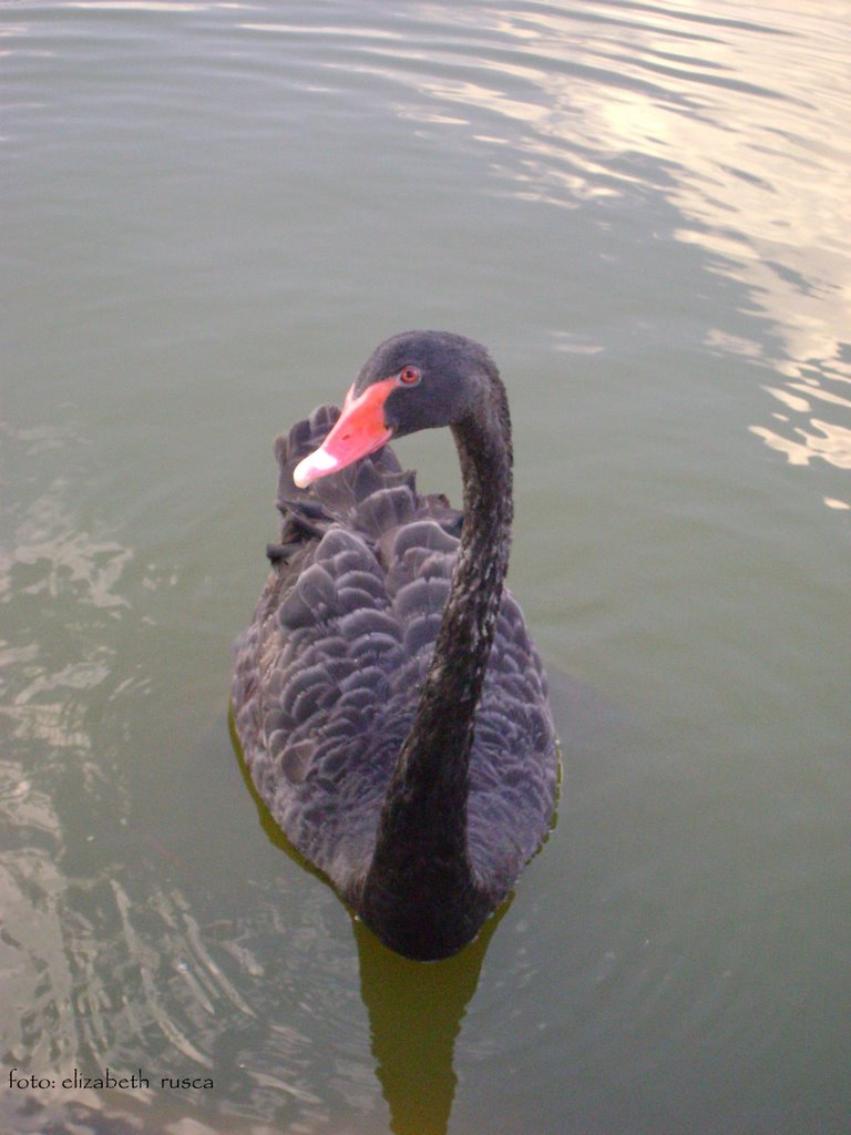 Cisne Negro Australiano by ***Liz*** (Rusca)