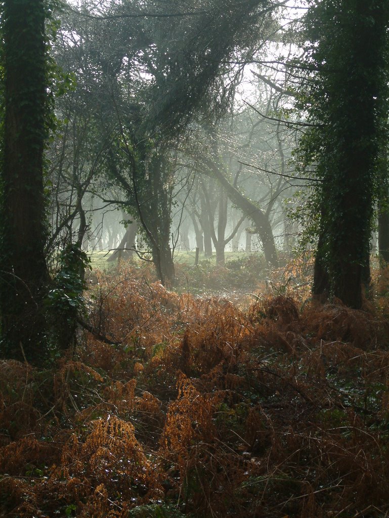 Monor Road Orchard, Abbot's Pool by BarnabyKirsen