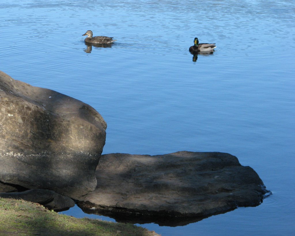 Spring Lake Ducks - 1/09 by Mike Hargreaves