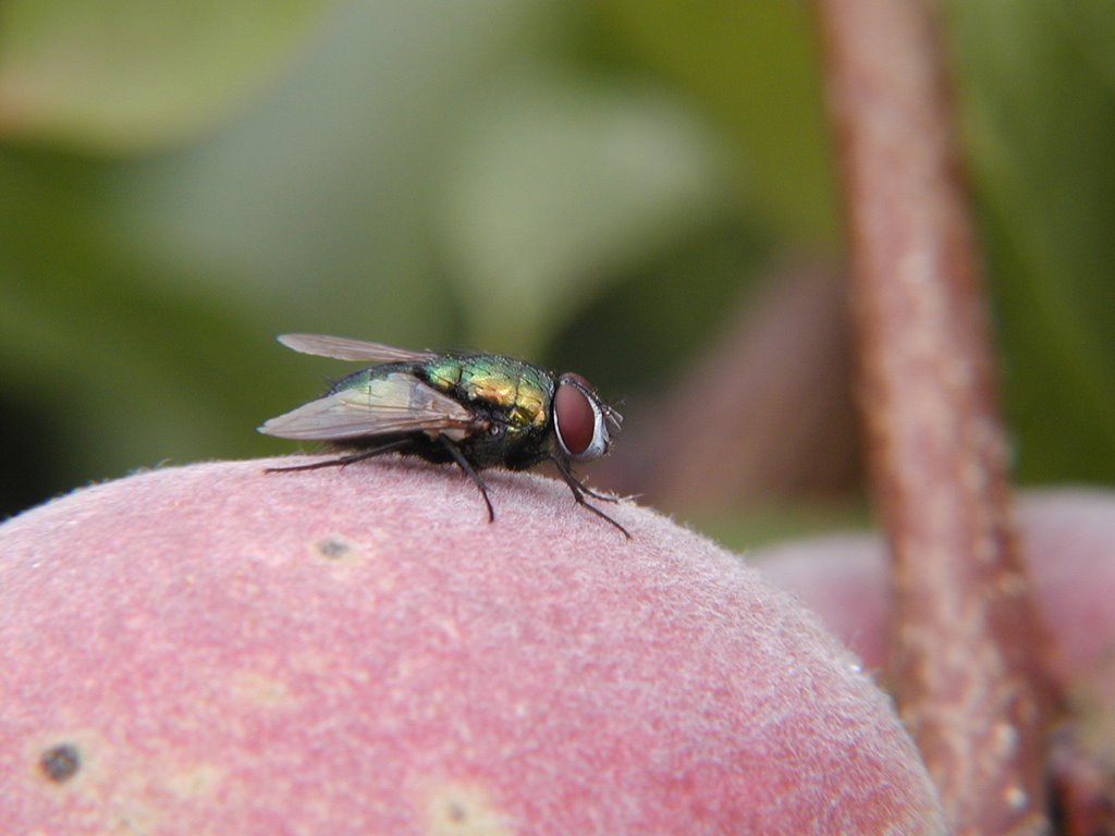 Fliege auf Pfirsich in Mutters Garten by Günter Kriems