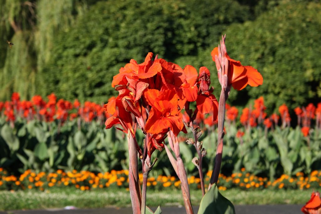 Flowers by PhotoDocumentalist