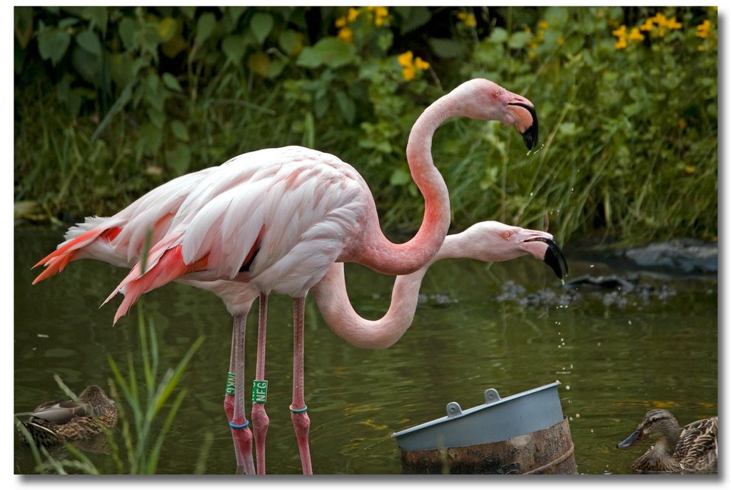 Water drinking flamingo's, Zoo Parc Overloon by m@rtym@n