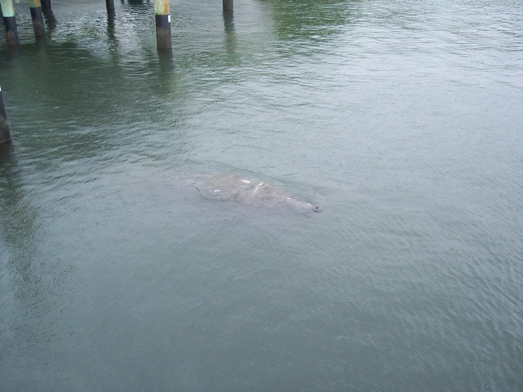 Manatee at Boynton Beach, Fl by Georgiebird