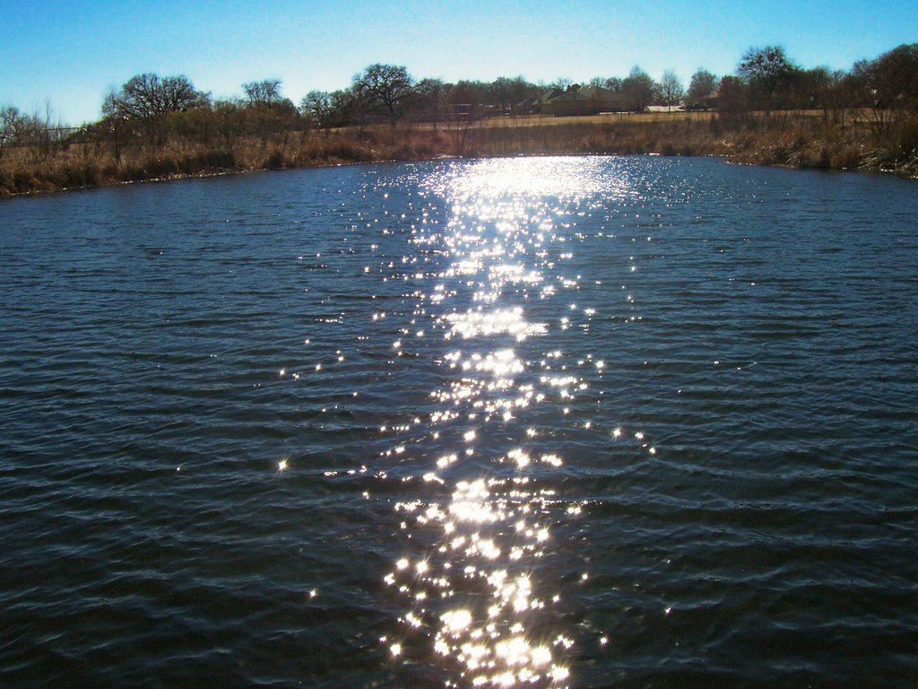 The pond at a dog park by elizamiller