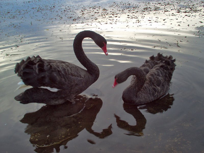 Black swans by Anna_Kis