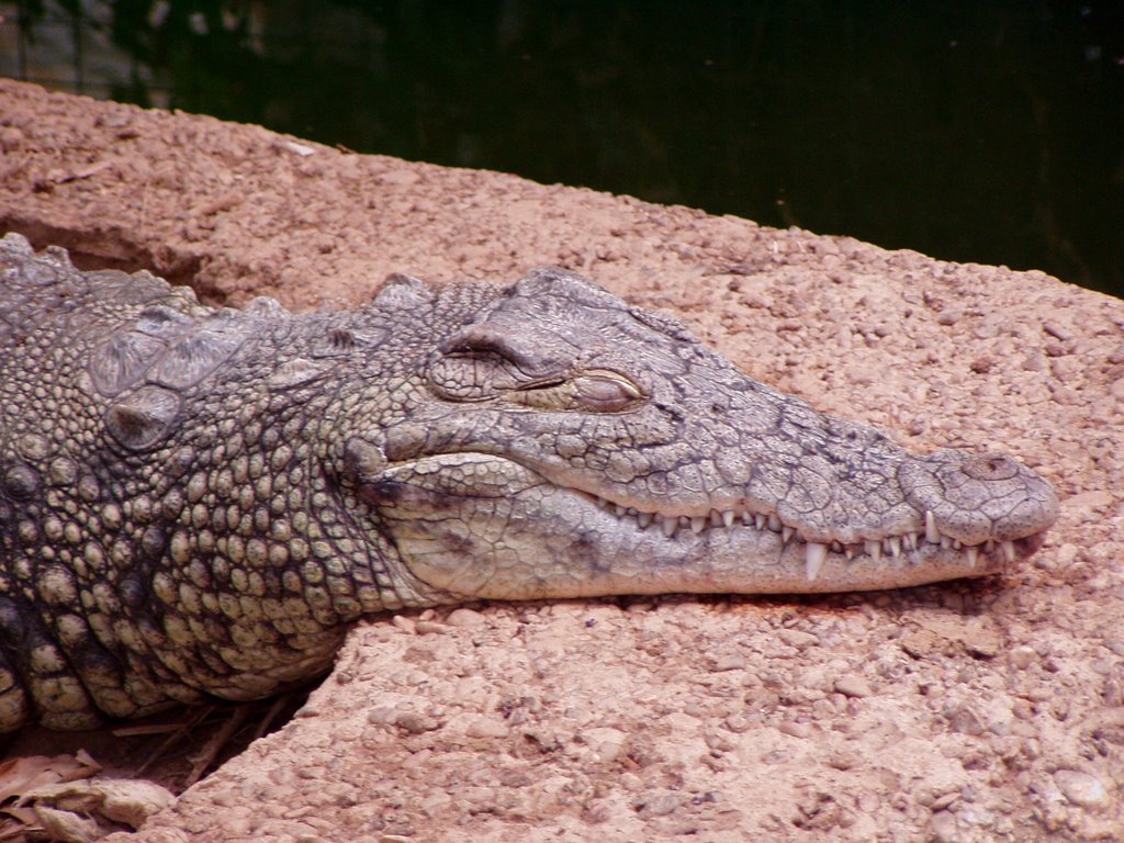 Crocodile in attiki zoological park by Zagamovich