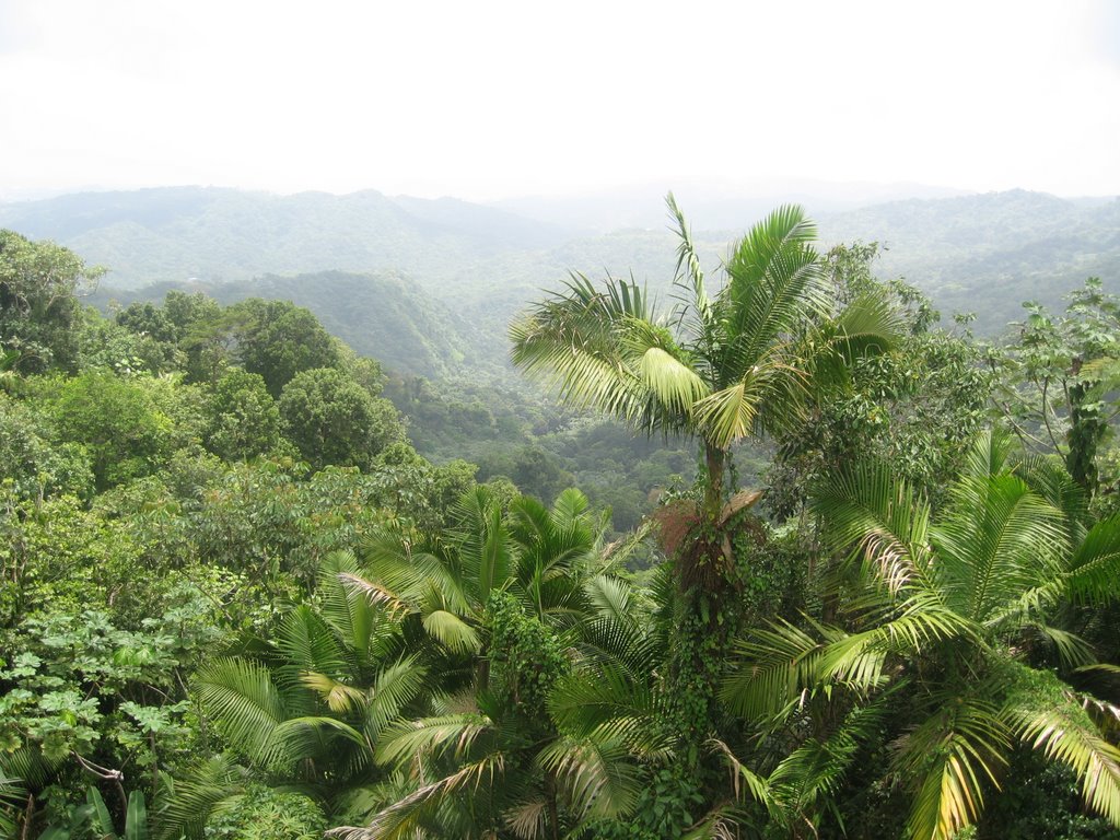 El Yunque, Puerto Rico by Sweet Heart