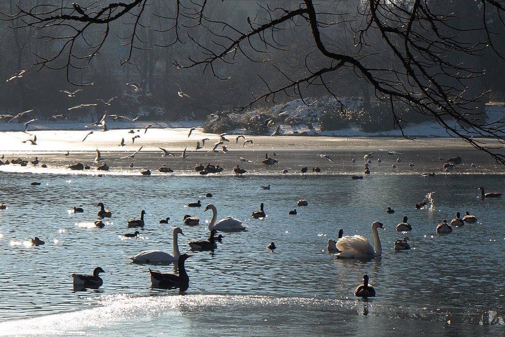 Hofgarten im Winter by K. Berger