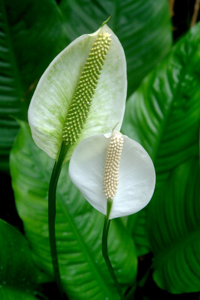 Peace Lilies by John Adamson