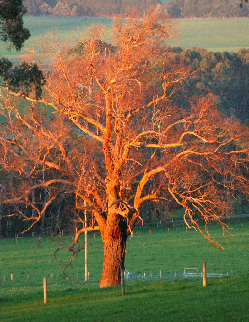 Tree at sunset by pmdolls