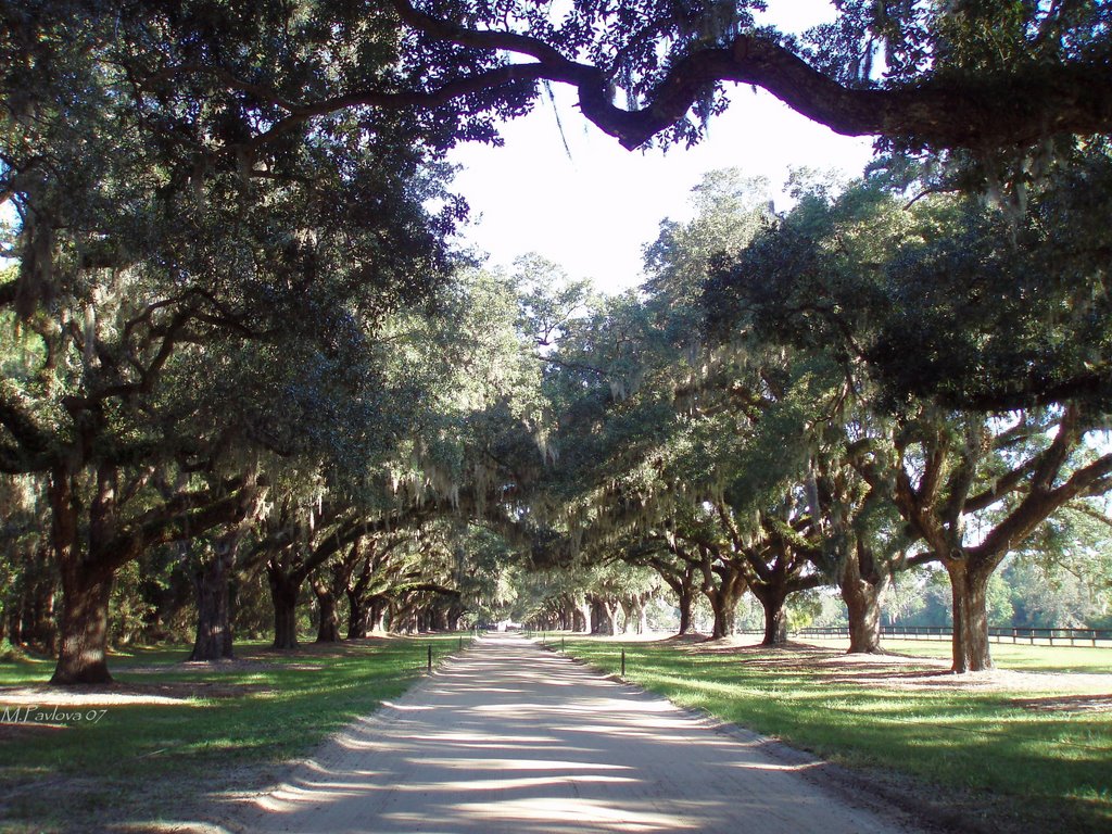 Old Oaks Alley, Boone Hall Plantation by Maria Pavlova