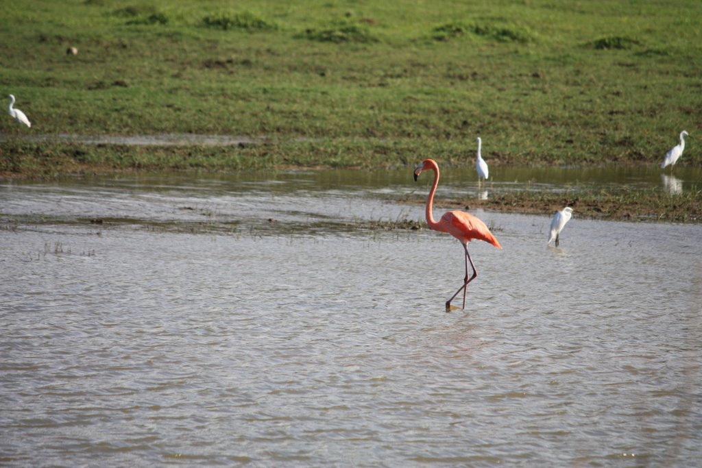 Lonely Flamingo @ Camuy by David Torres