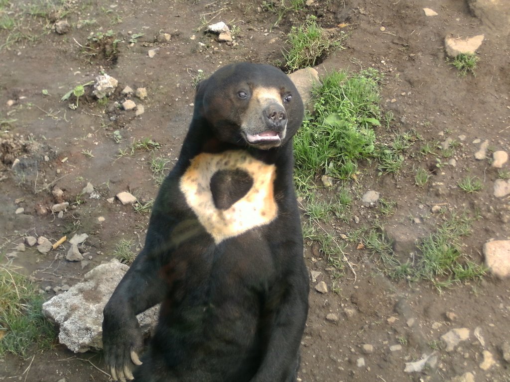 Belfast Zoo sept '08 by Jacinta McQuillan-Mc…