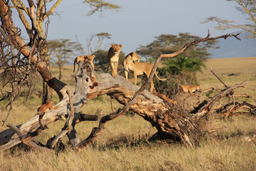 Serengeti, Tanzania by pepitosdeviaje