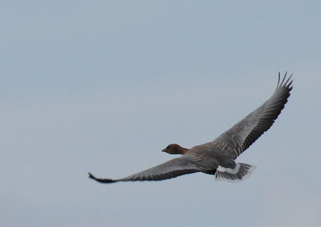 Pink Footed Goose by David Humphreys