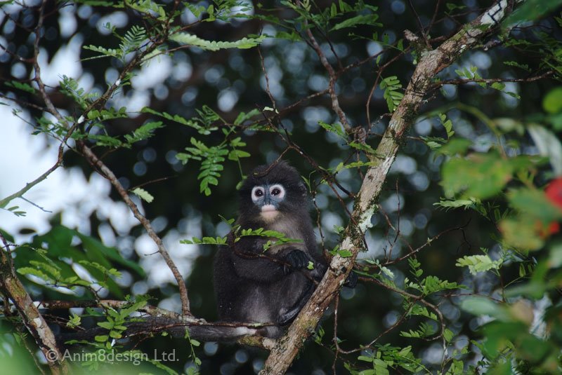 Dusky Leaf Monkey from sunbed by Anim8design