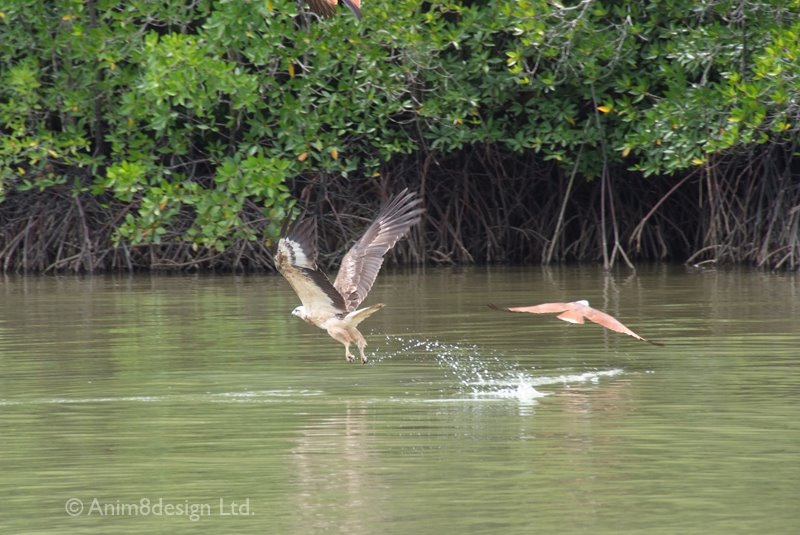 White Bellied Sea Eagle & Brihminy Kite by Anim8design