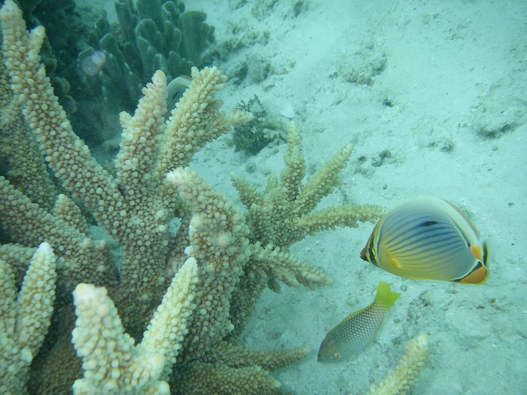 Guradu - colori in acqua by cadoguimpi