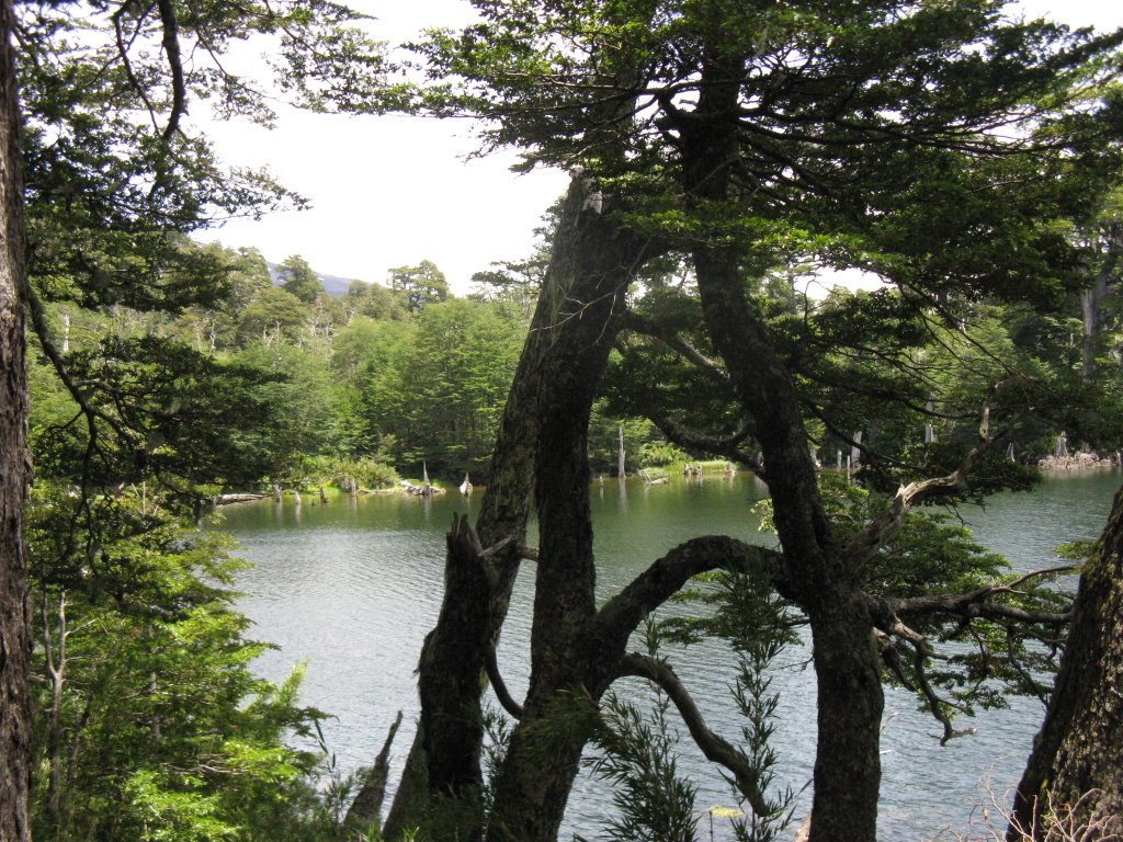 Laguna Captrén-P.Nacional Conguillío (IX región) by Victoria Osorio