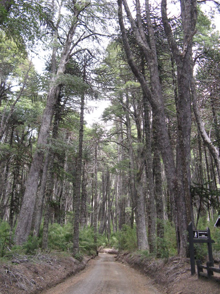 Hacia el sendero Los Carpinteros (P.Nacional Conguillío) by Victoria Osorio