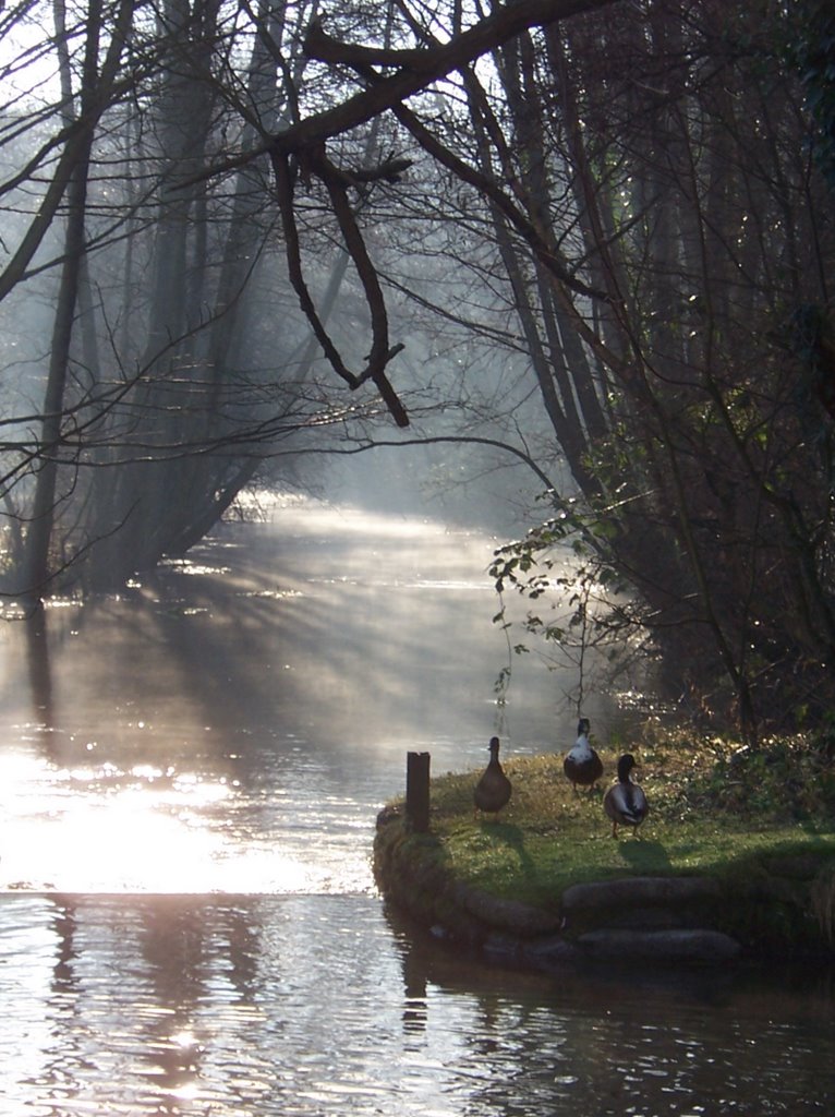 Morning mist by Robin B