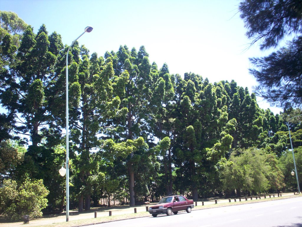 Bosques de Palermo by Marcelo J. Soto