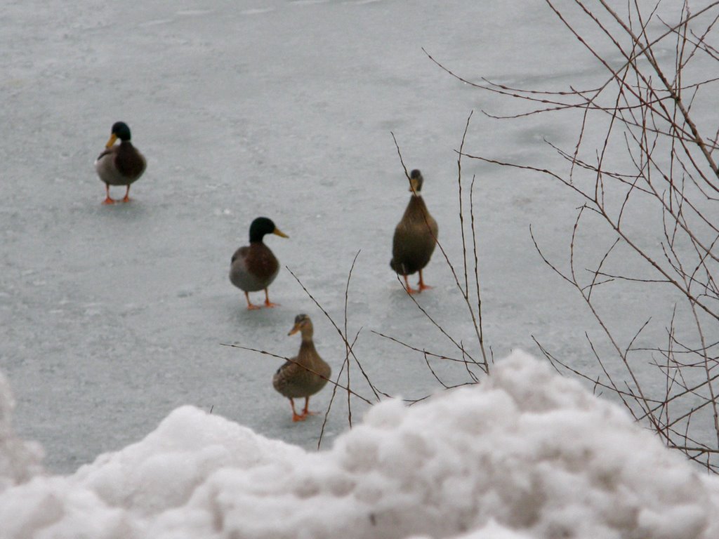 Stockenten in der Stauseebucht by Andromeda/R. Stetsch…